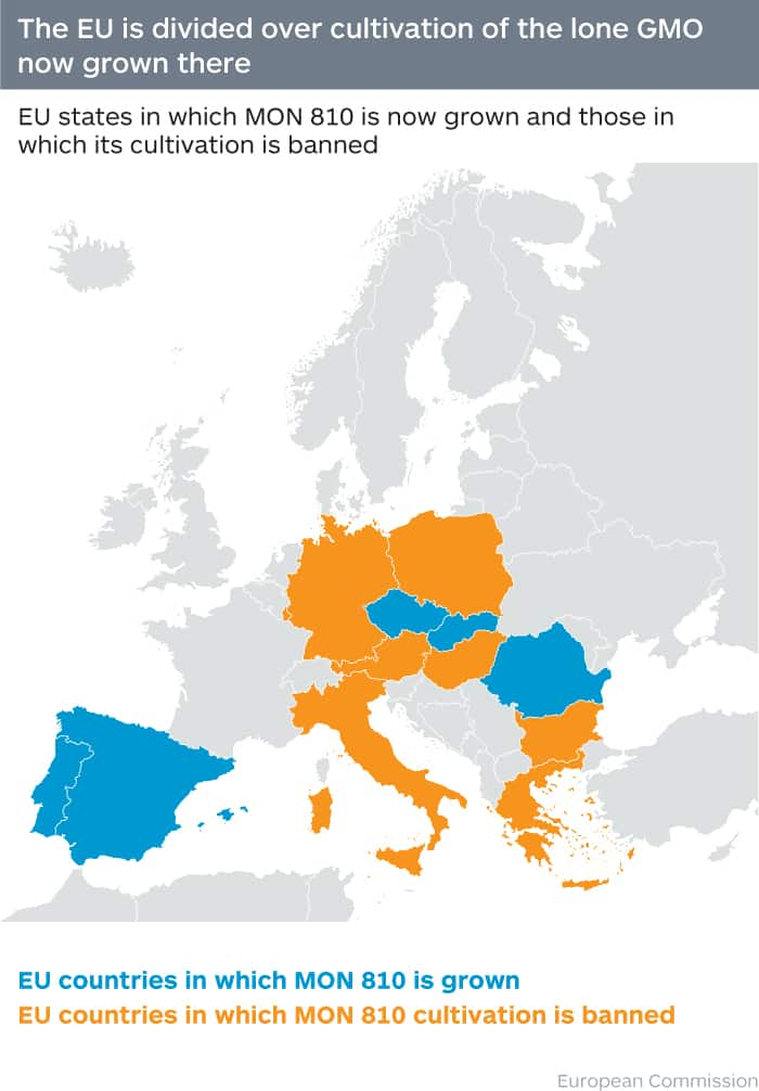 EU Cedes More Power Over GMO Cultivation To Member States